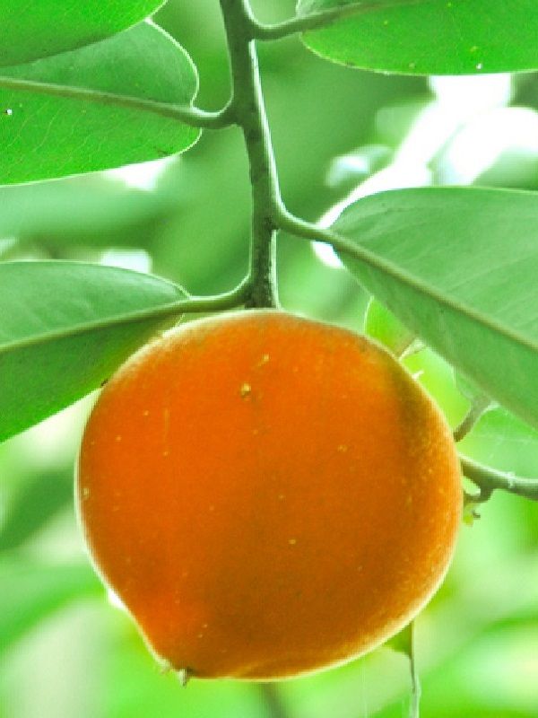 Diospyros blancoi