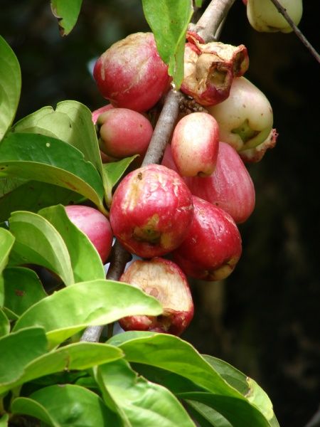 Red Mountain Apple. 
Syzygium malaccense