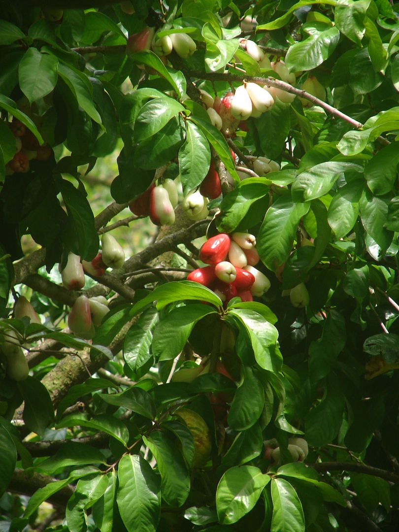 Red Mountain Apple. 
Syzygium malaccense