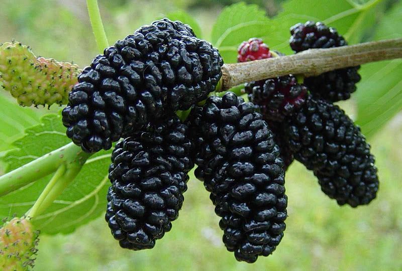 Dwarf Everbearing Black Mulberry