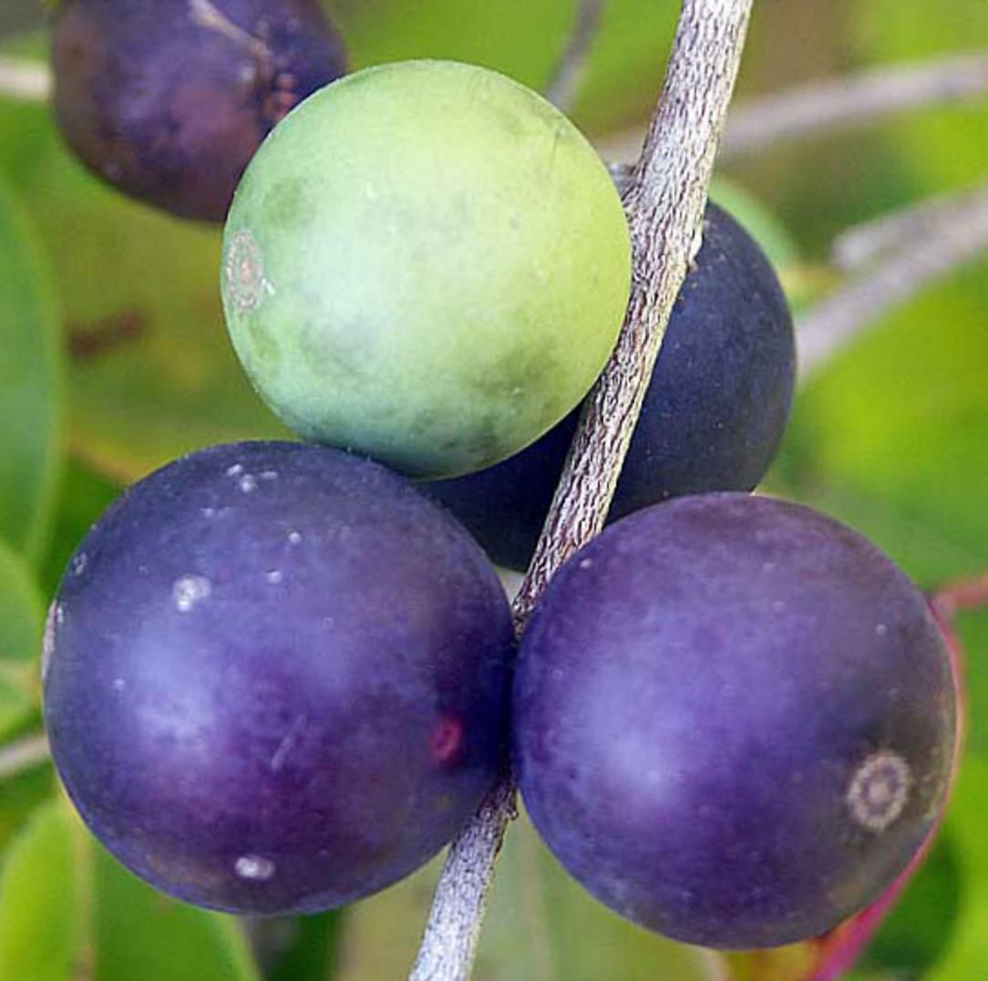 Blue Grape fruits have quite tasty, grape-berry flavored pulp.