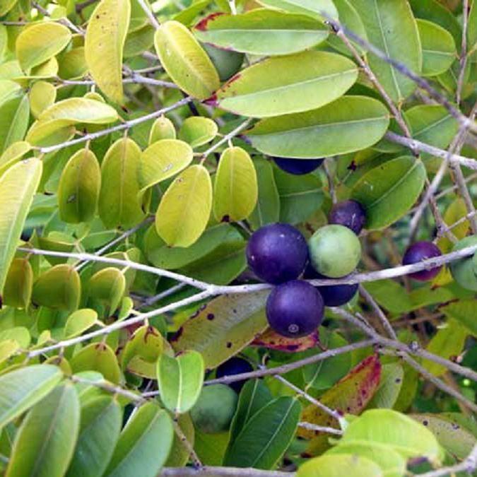 Blue Grape    Myrciaria vexator