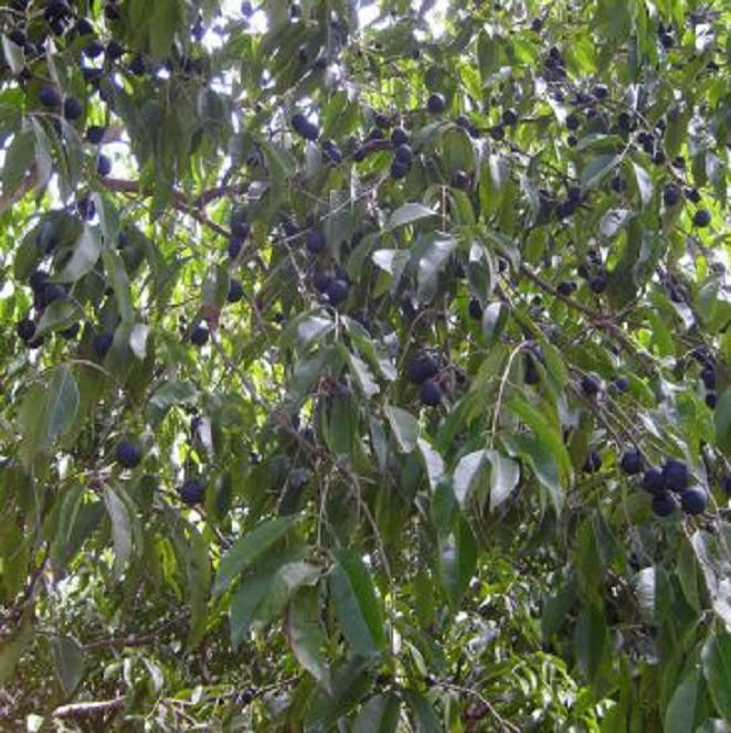 A single Blue Grape bush may produce several thousand fruits.
    Myrciaria vexator