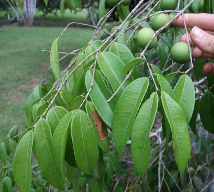 Blue Grape    Myrciaria vexator