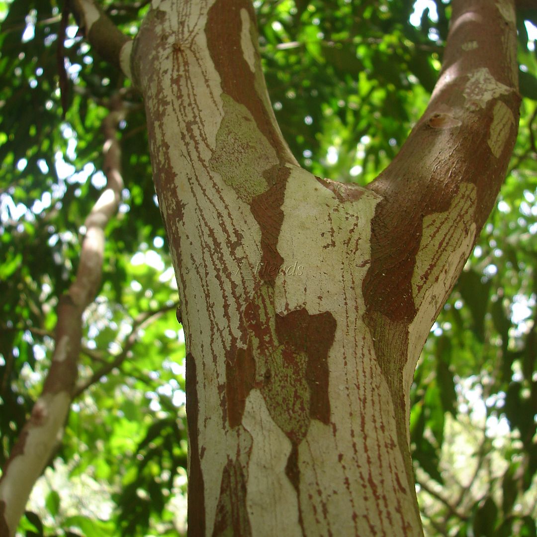 The Blue grape tree makes an attractive landscape plant with beige to reddish bark. 
    Myrciaria vexator