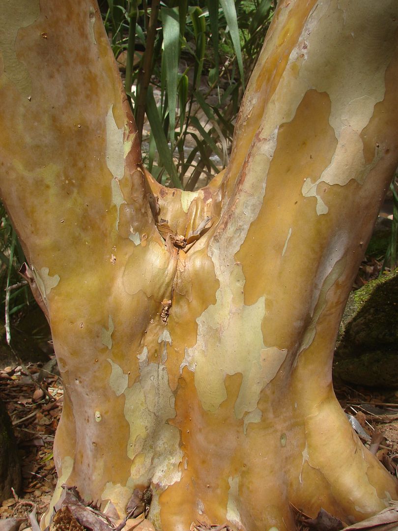Tropical Guava tree bark