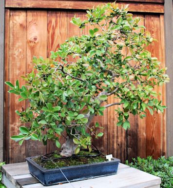 Tropical Guava trained as Bonsai.