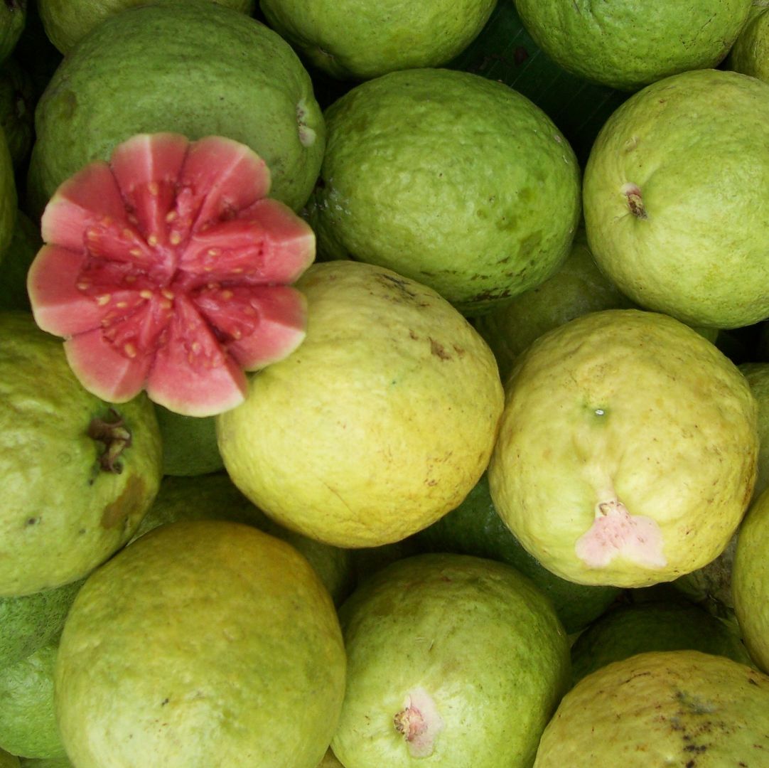 Tropical Guava Fruits