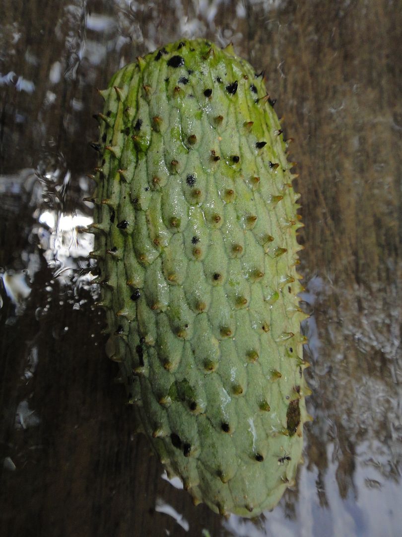 Raimondia cherimolioides