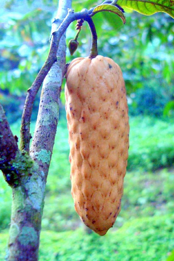 Raimondia cherimolioides