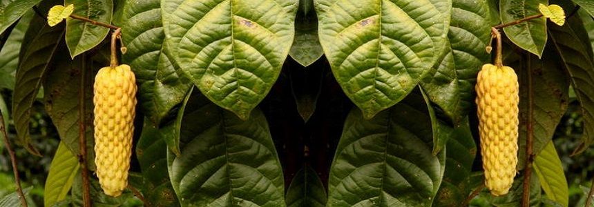 Raimondia cherimolioides