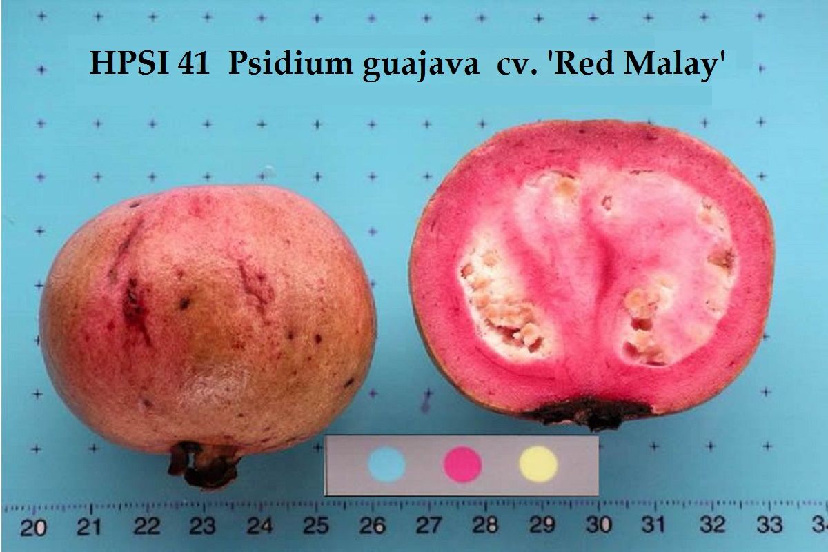 Red Malay Guava