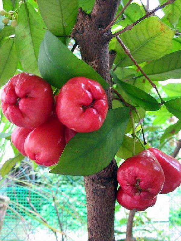 Water Rose Apple ~ Hot Pink Form