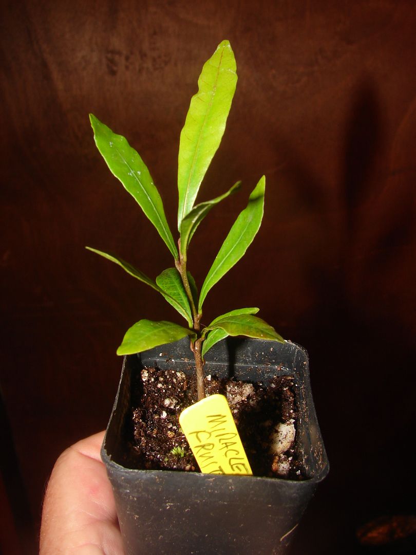 MIRACLE FRUIT SEEDLING for SALE item