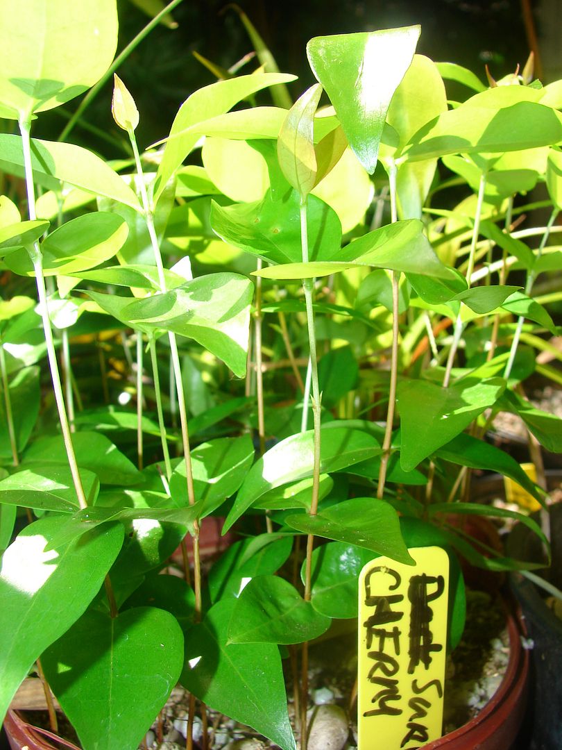 Surinam Cherry seedlings offered multiple seedlings pictured.