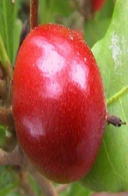 MIRACLE FRUIT 