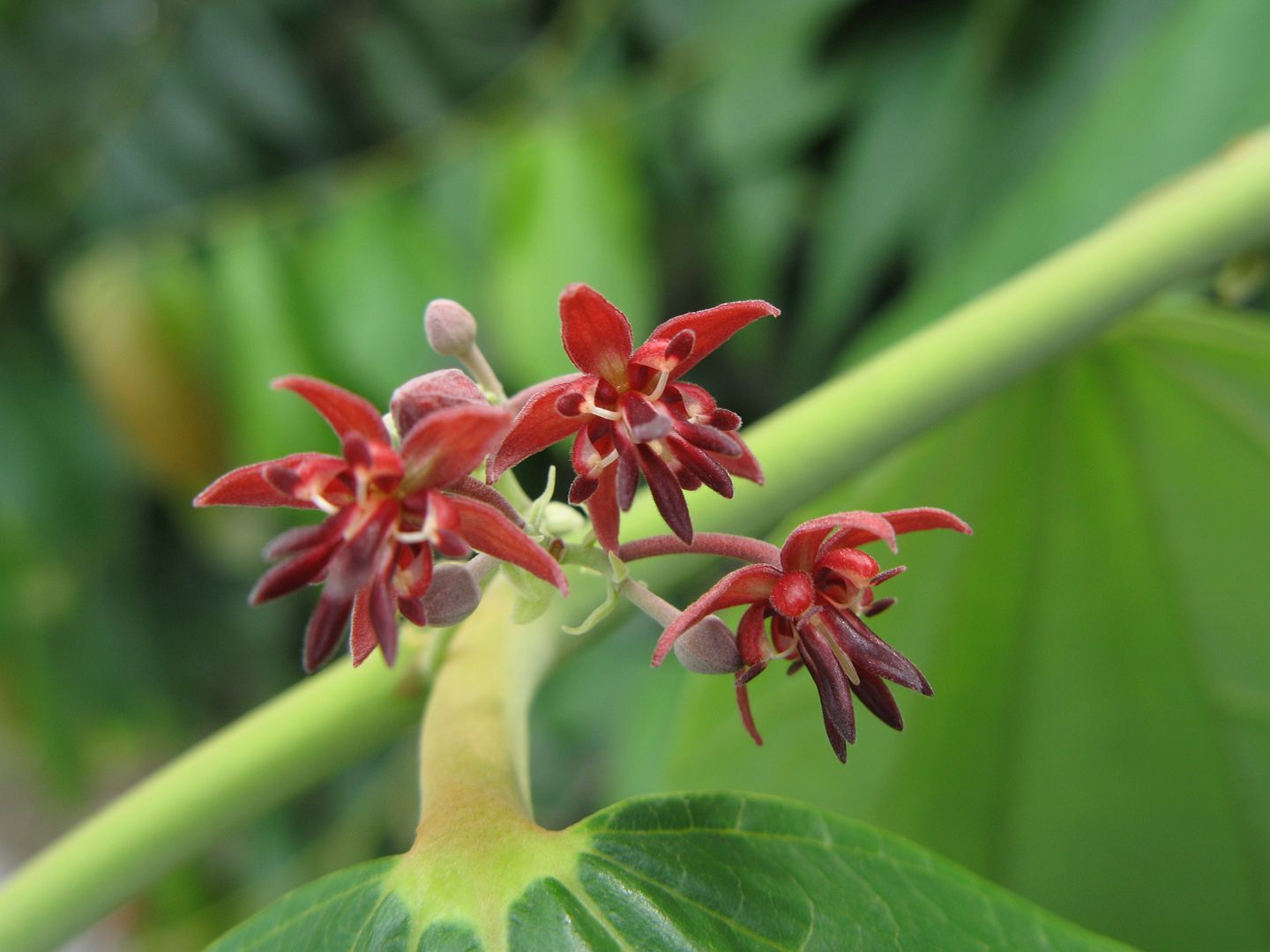 Theobroma bicolor