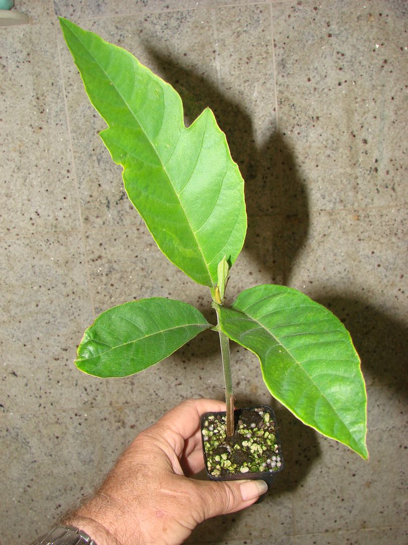 'ULU seedling for sale 'ULU Hawaiian Canoe Plant