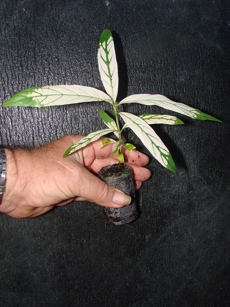 Variegated Tahitian Noni Plant offered for sale