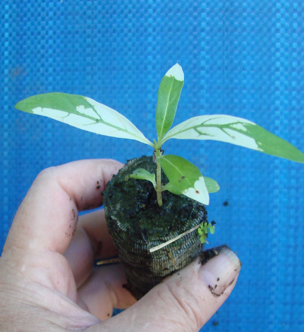 Variegated Tahitian Noni Plant offered for sale