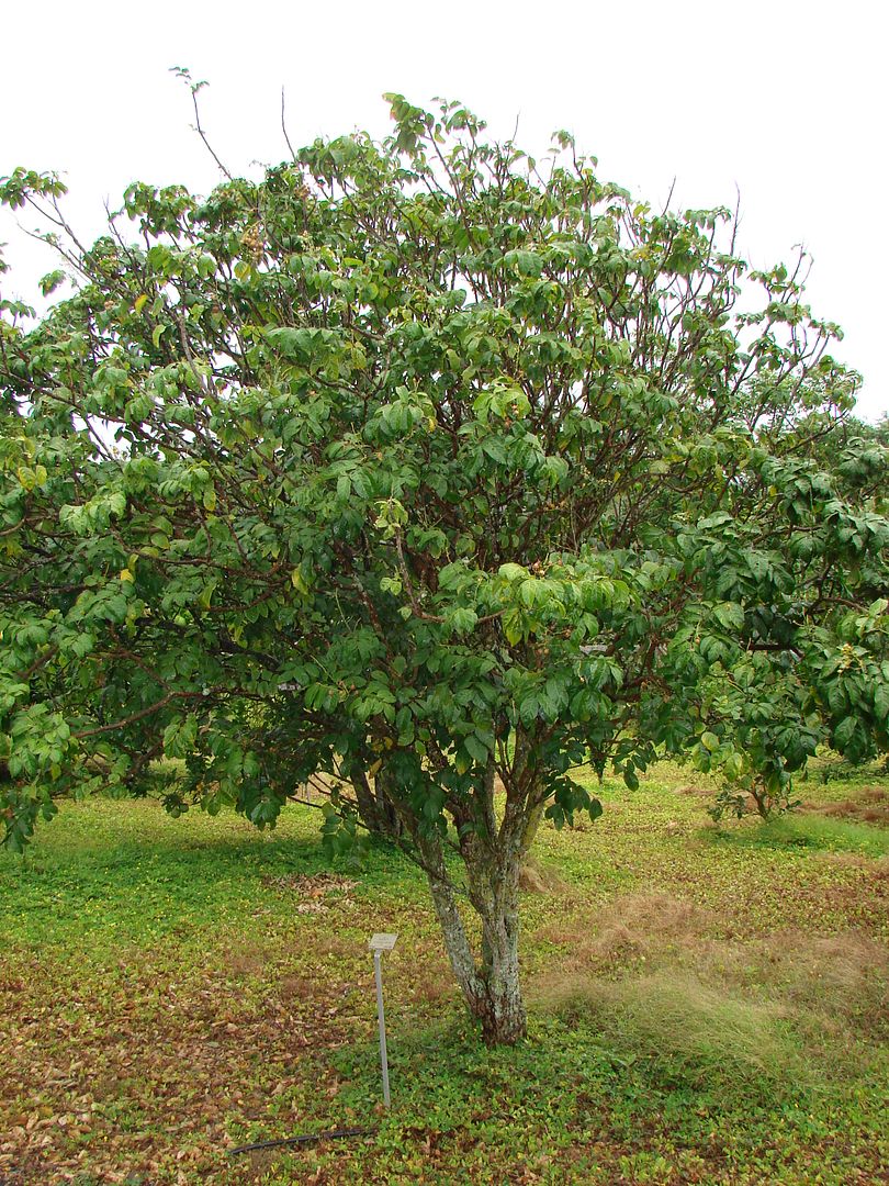 Wampi
Clausena lansium