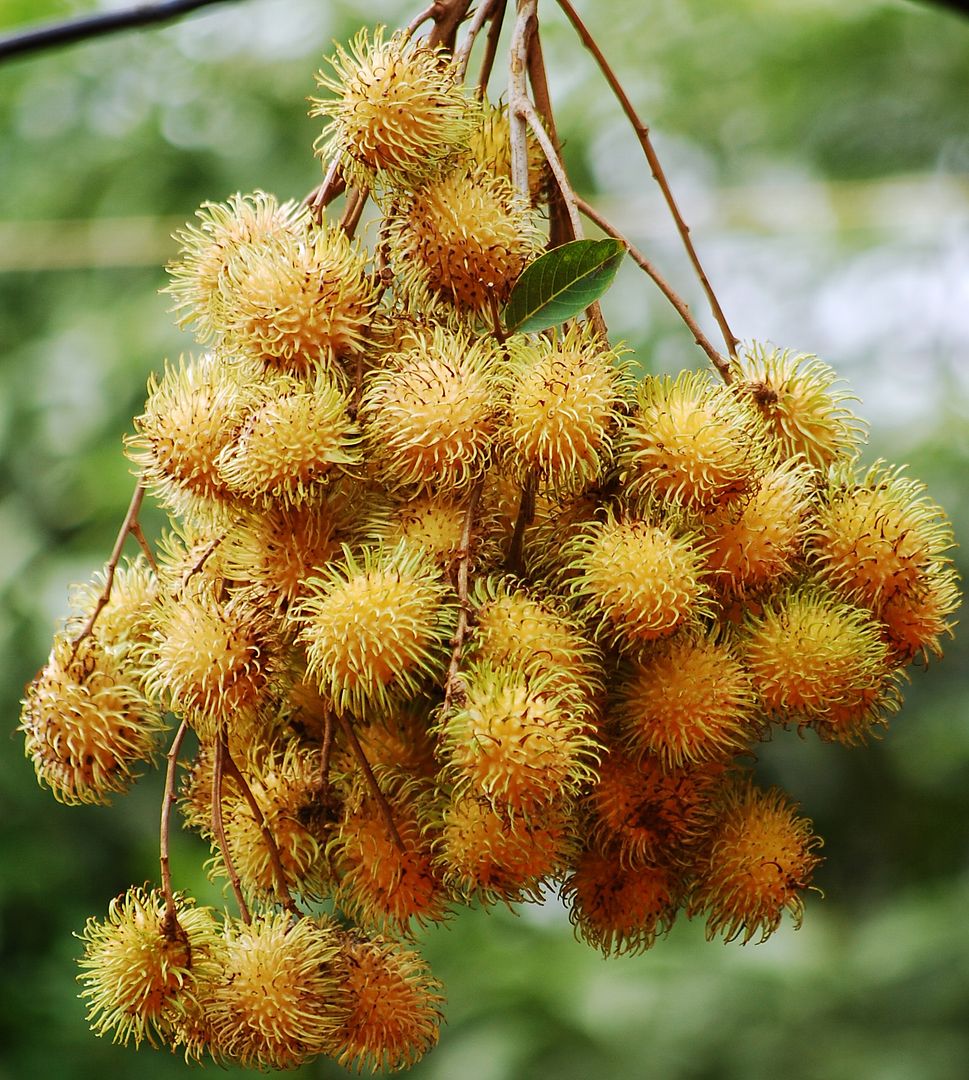 Yellow-fruited rambutan have delicious fruit, a very rare variety of the rambutan outside of southeast Asia.