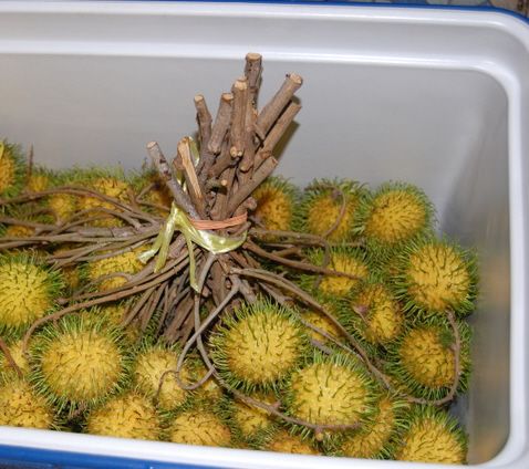 Yellow Rambutan
Rambutan gading