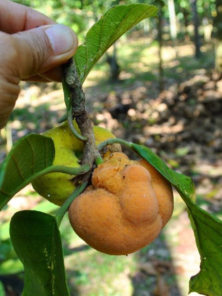 Artocarpus hypargyraeus