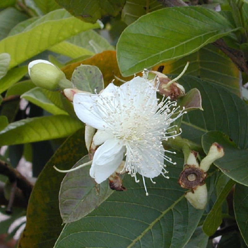 Tropical Guava Flower
