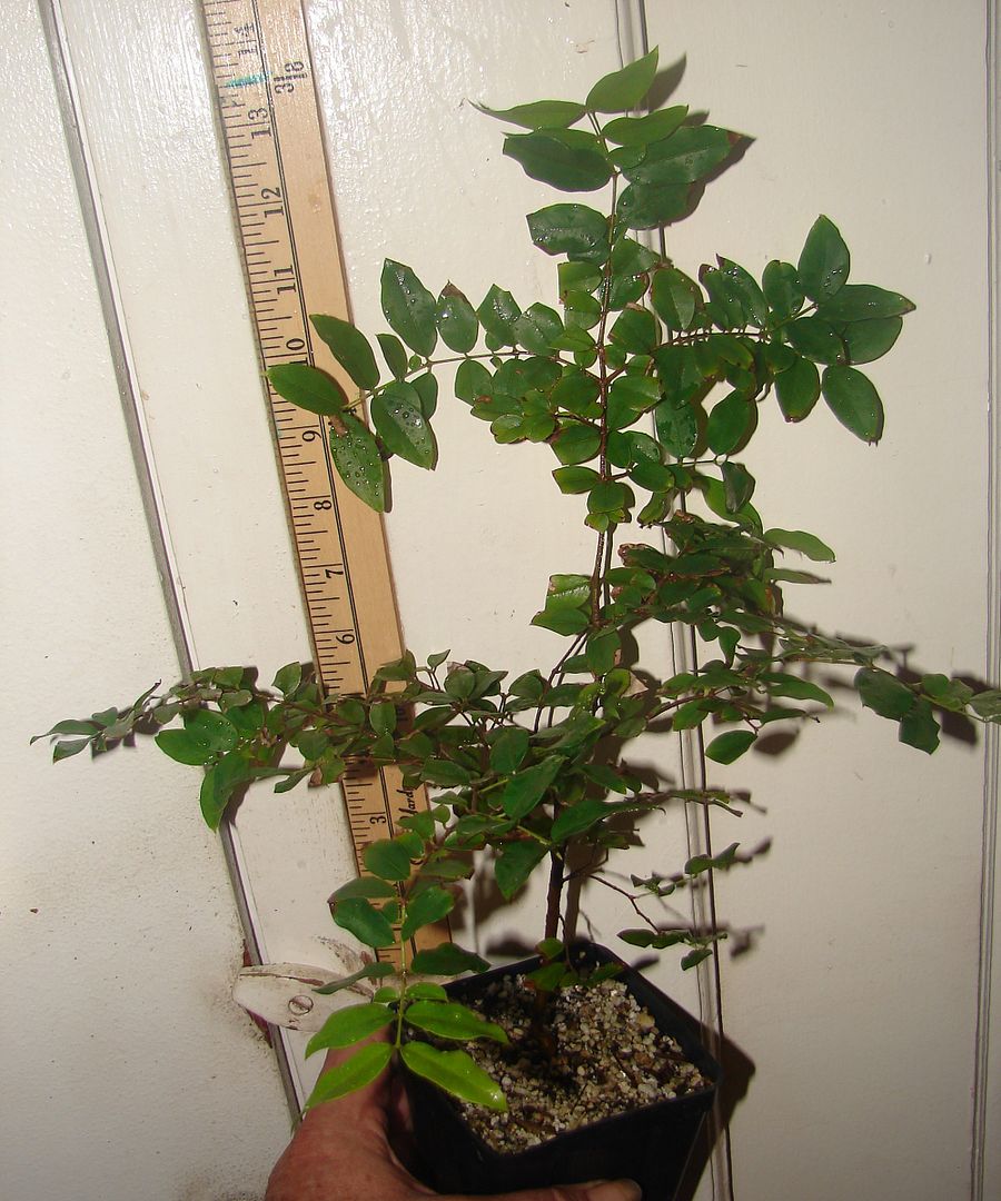 6 inch Jaboticaba seedling similar to item