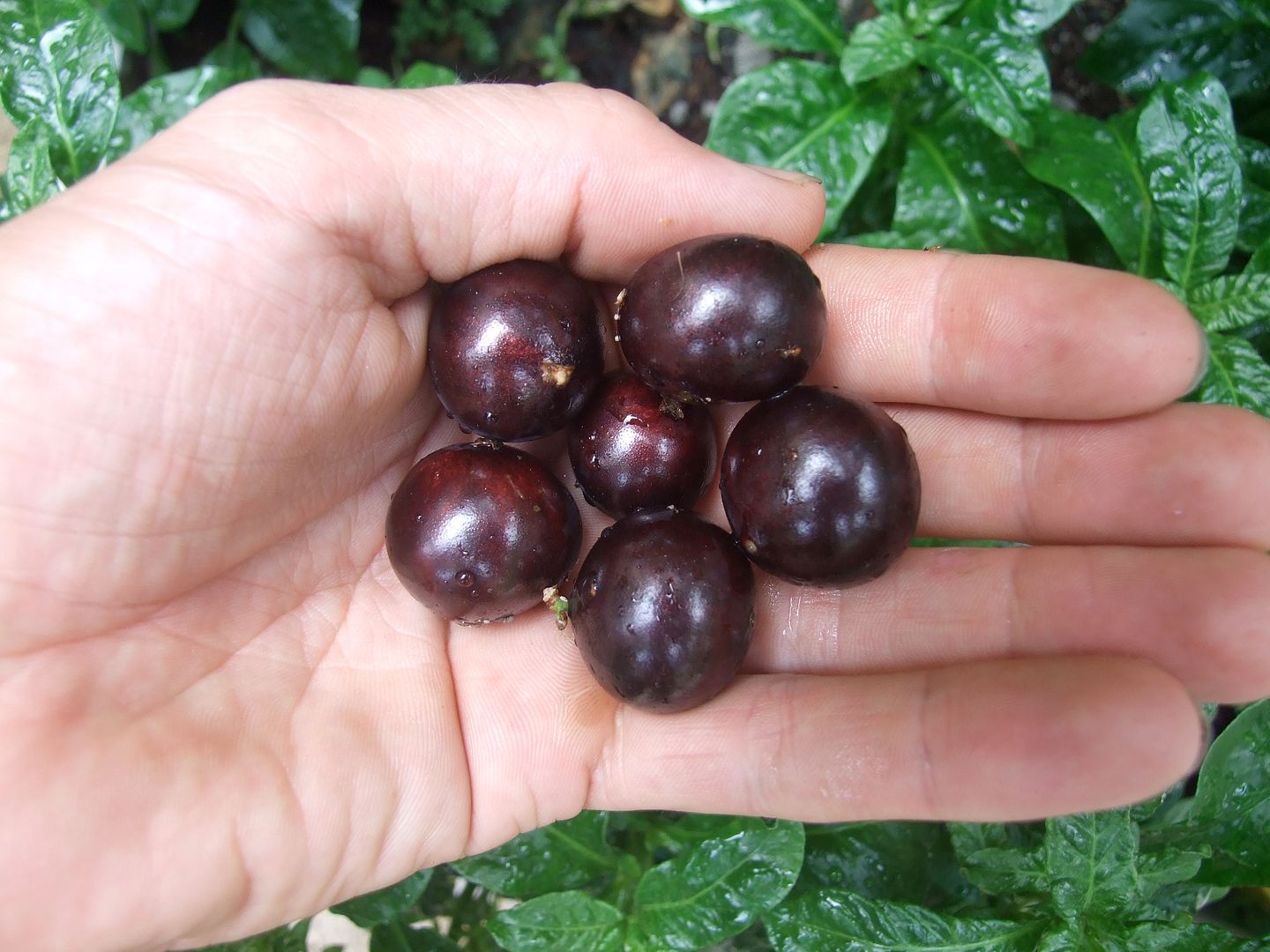 Jaboticaba