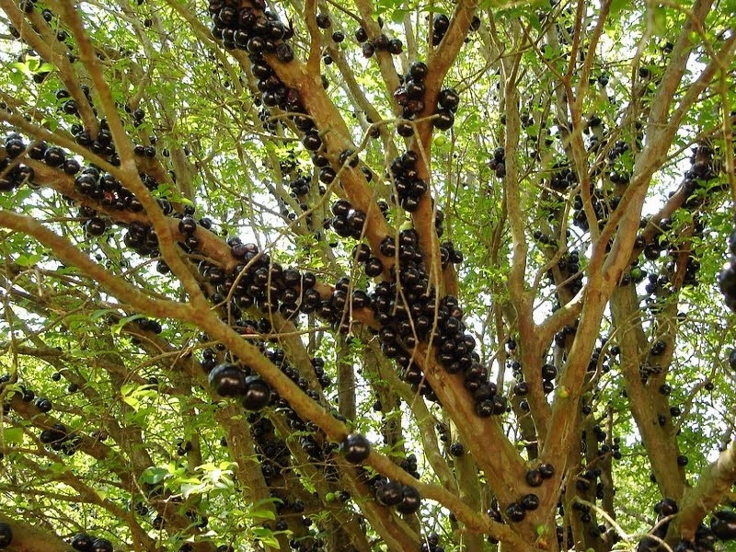 Jaboticaba