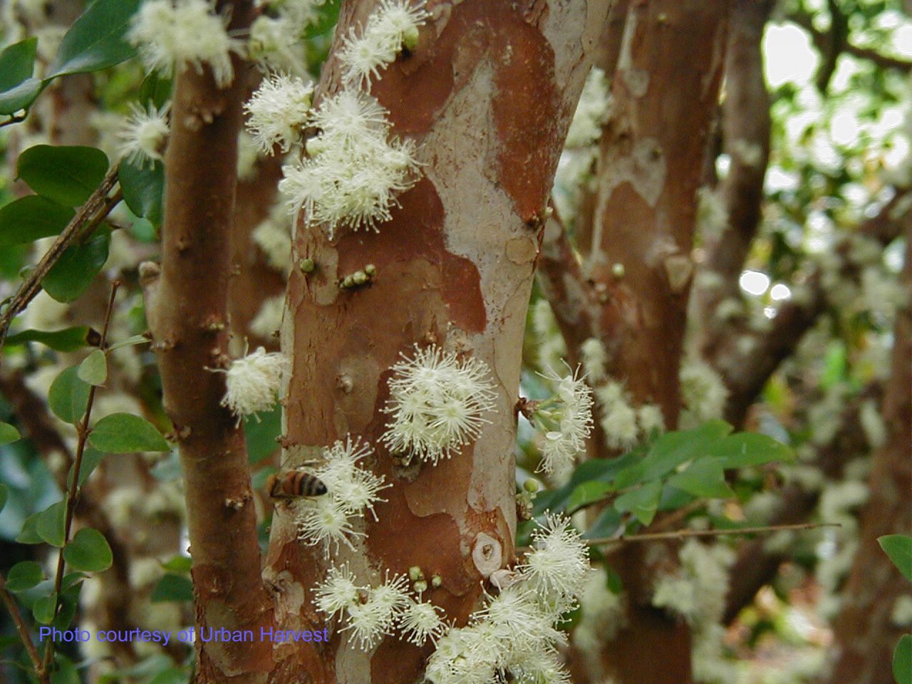 Jaboticaba