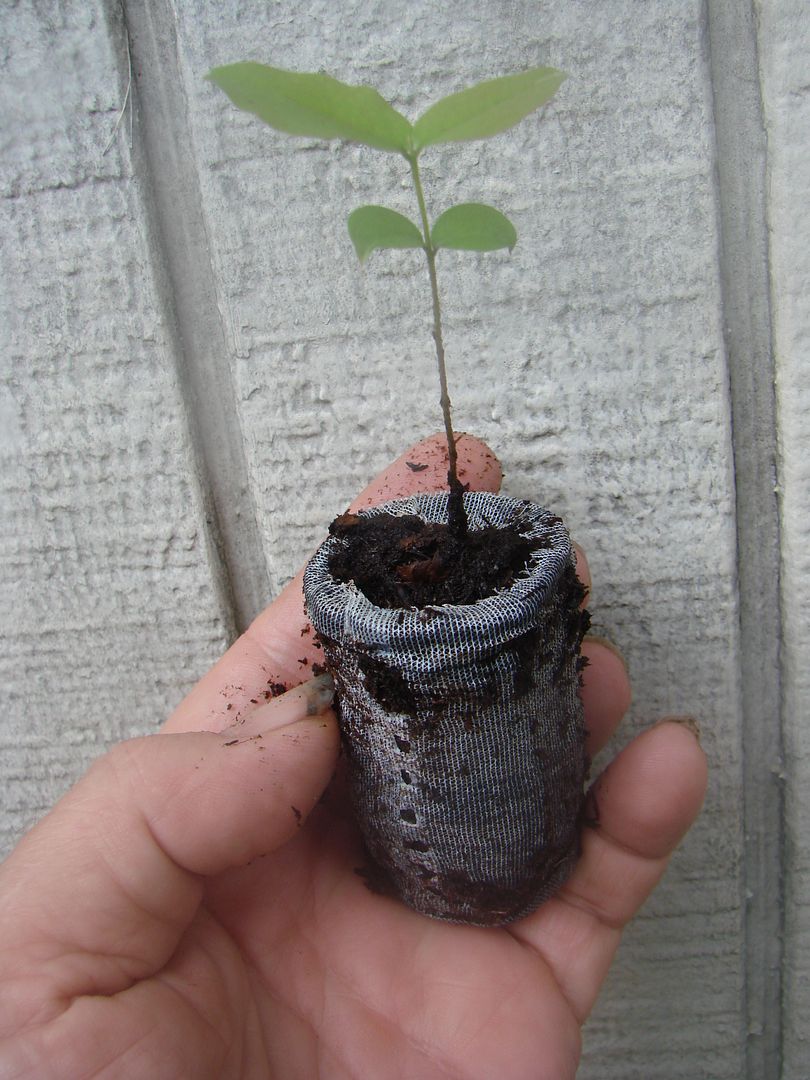 3 inch Jaboticaba seedling similar to item