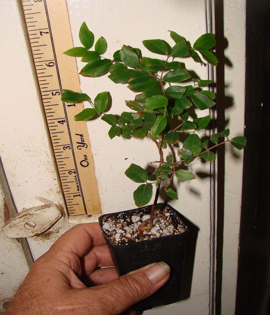 6 inch Jaboticaba seedling similar to item