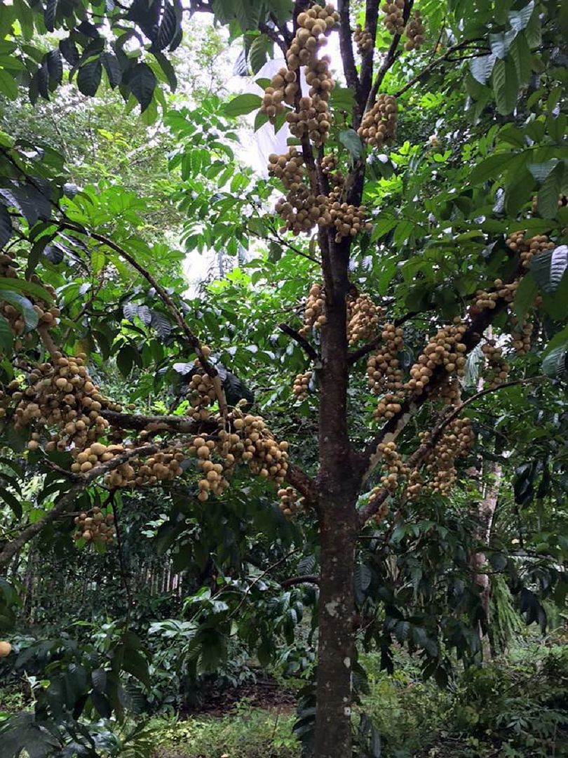 Longkong   Lansium domesticum