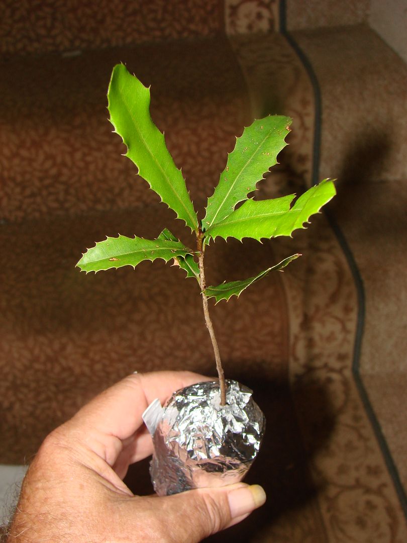 Similar Macadamia Seedling for sale