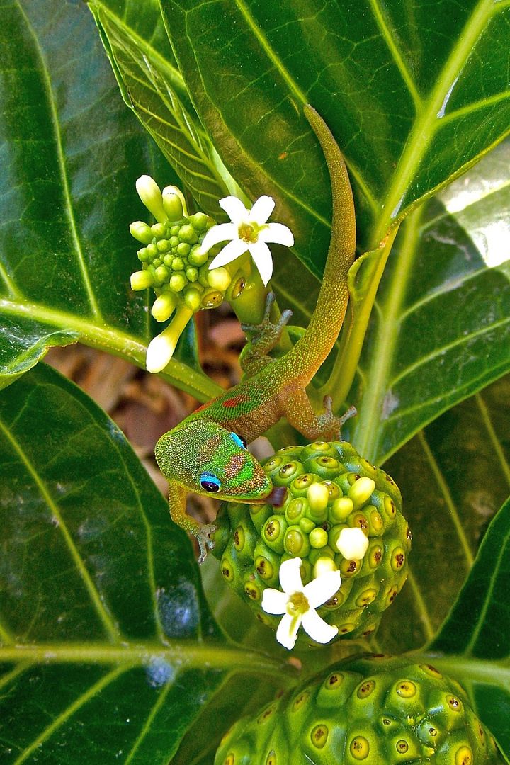 Variegated Tahitian Noni picture by 7_Heads