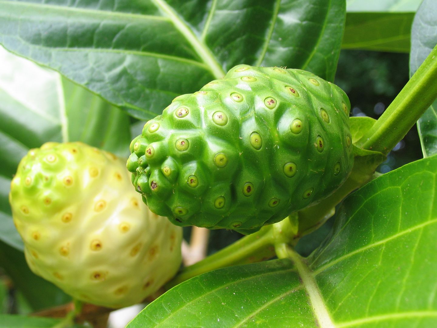 Tahitian Noni Fruit is a small greenish white tropical fruit about the size of a potato.