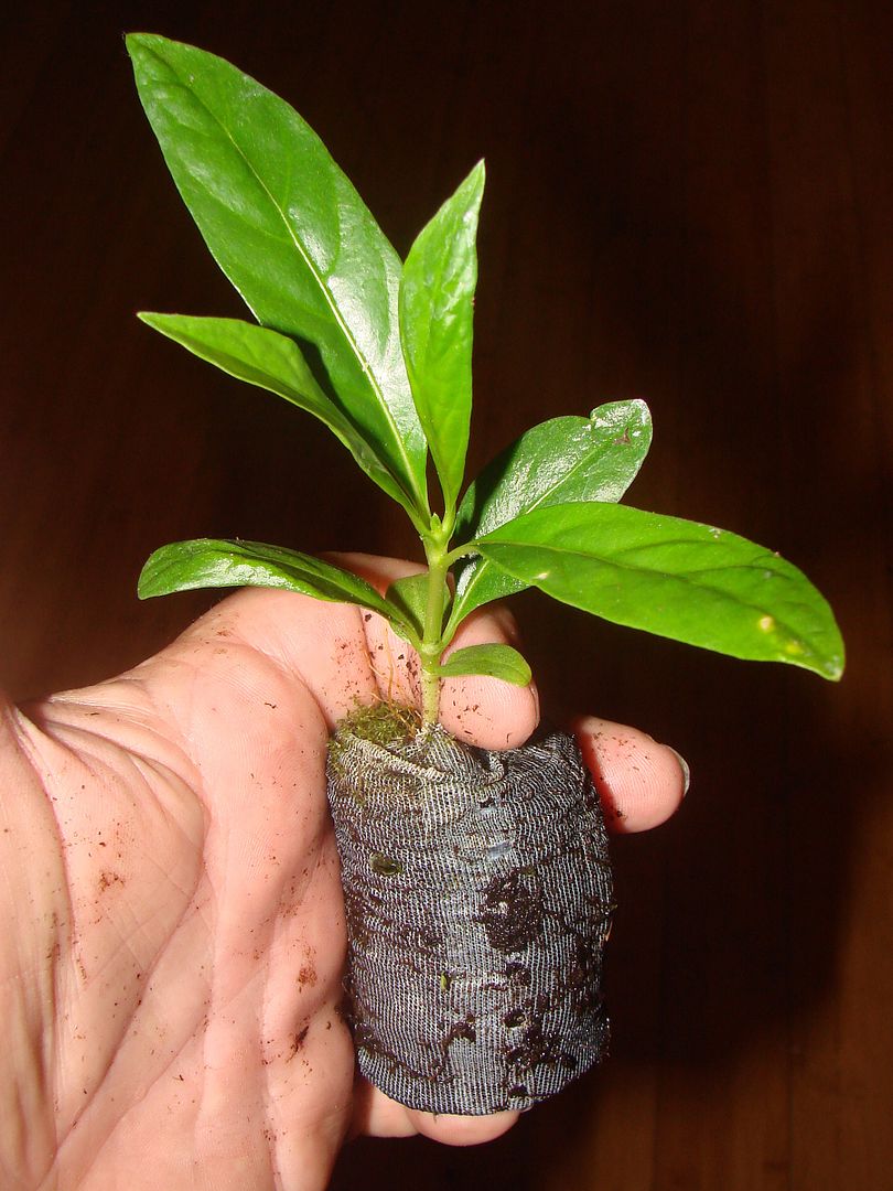 Green Tahitian Noni Plant offered for sale