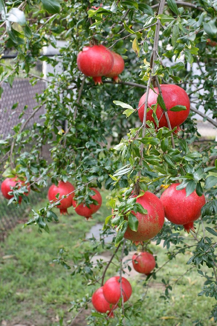 Pomegranate