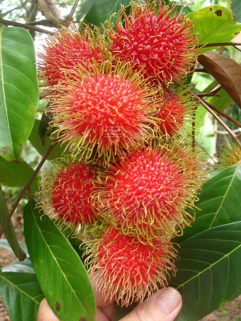 Very tropical Rambutan, One of the most exotic looking fruits and closely related to the lychee.