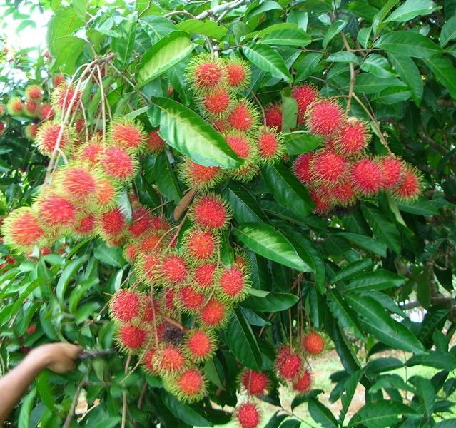 Rambutan trees fruit twice a year