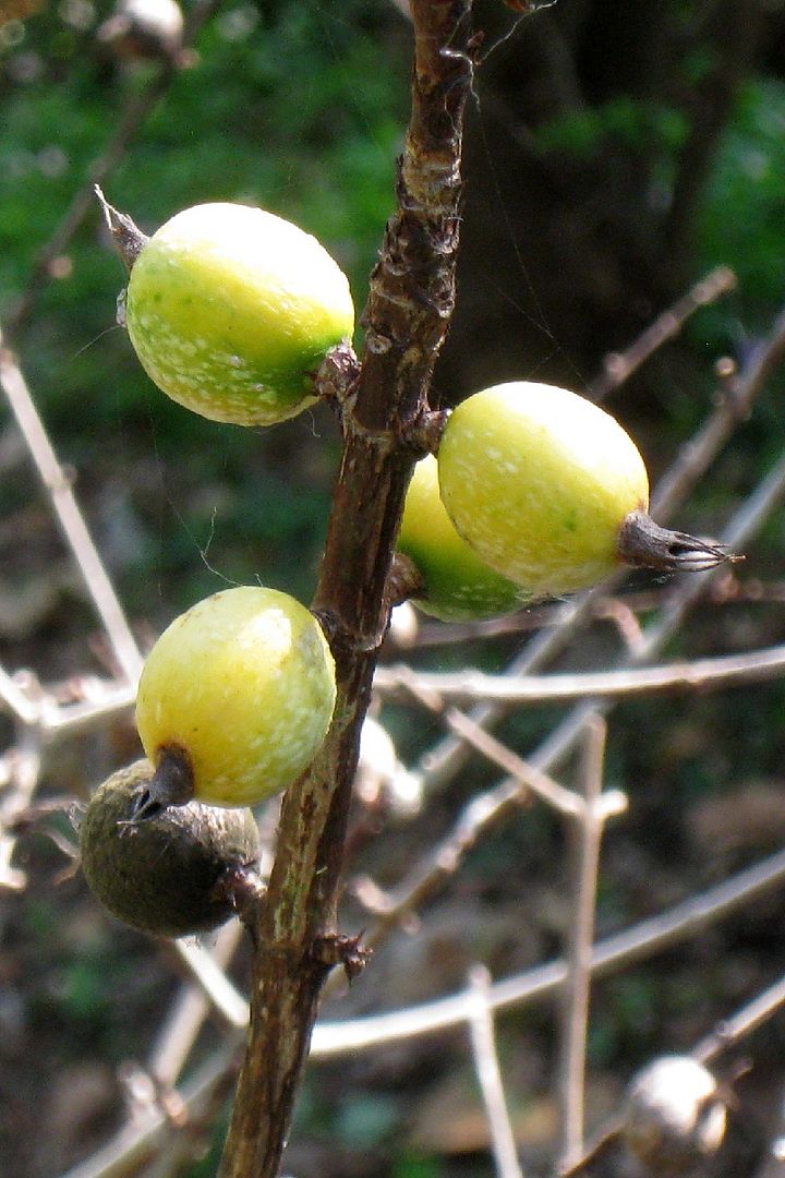 Randia Formosa 'Blackberry Jam Fruit