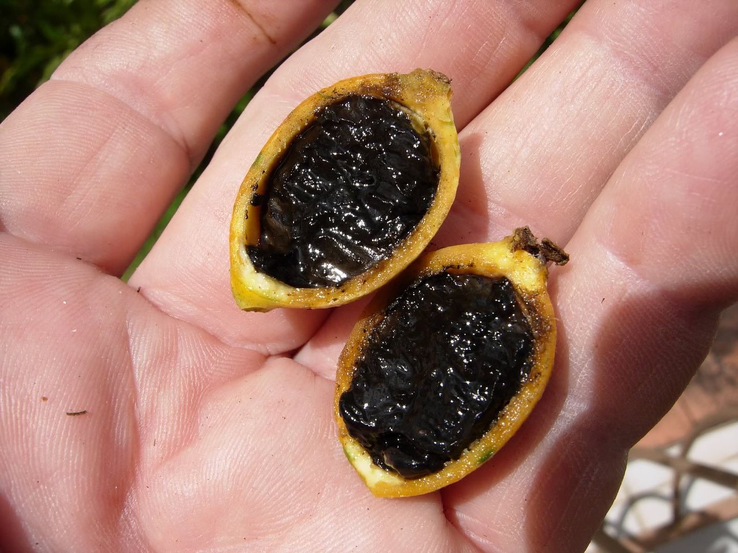 Randia Formosa 'Blackberry Jam Fruit