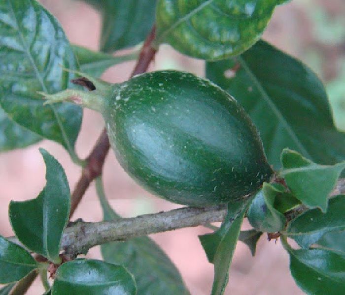 Randia Formosa 'Blackberry Jam Fruit