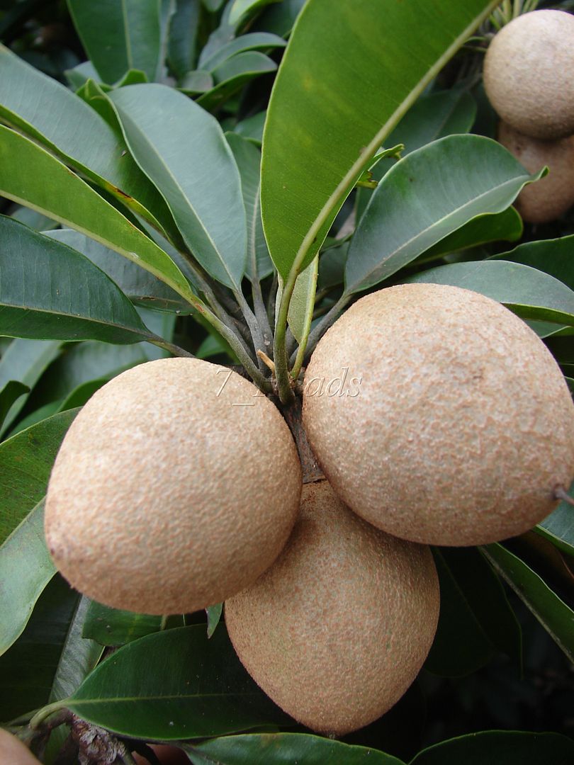 Alano Sapodilla