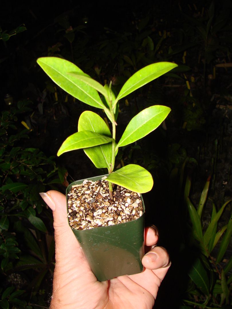 Alona Sapodilla seedlings for sale