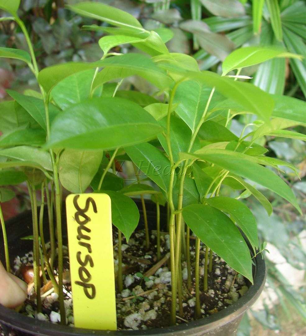 Soursop seedlings offered for sale.
Annona muricata