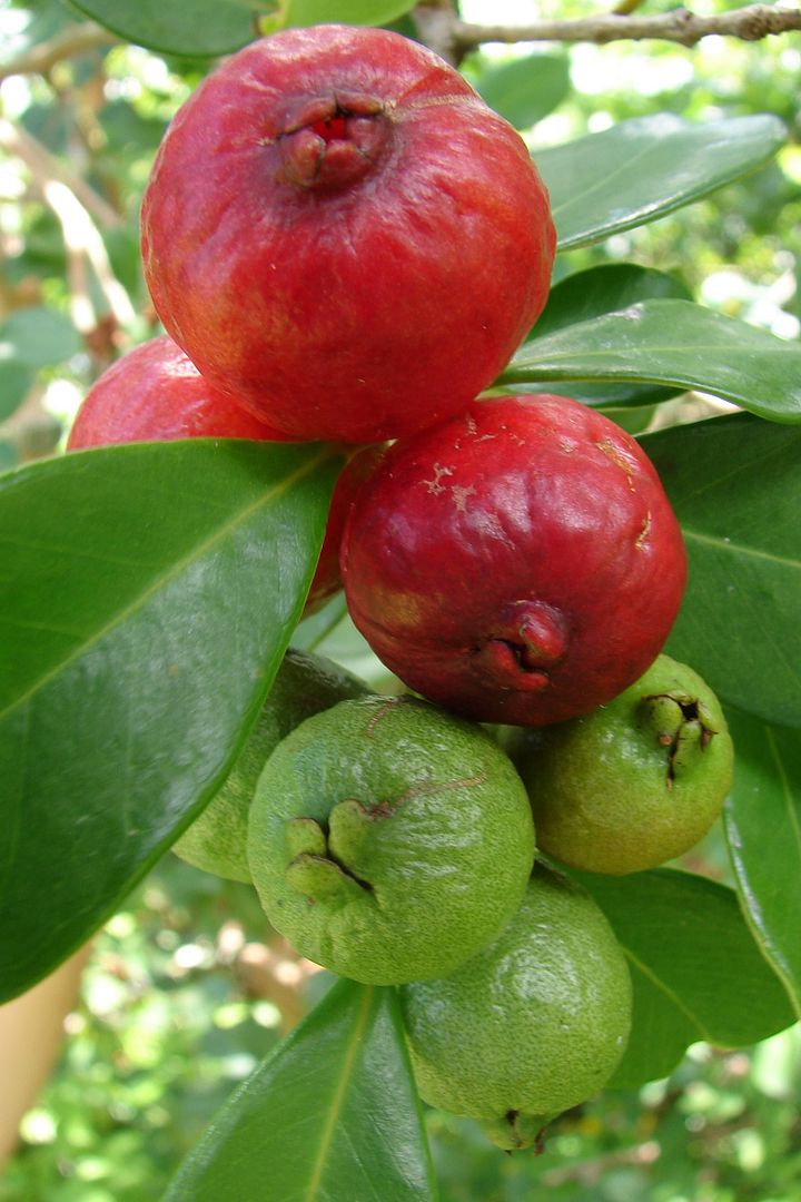 Strawberry Guava